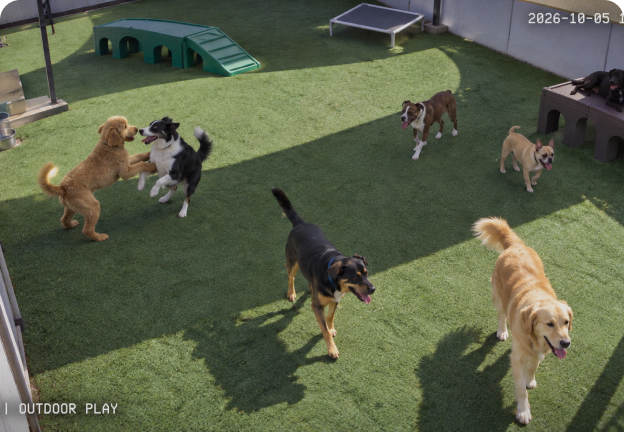 Live camera view of dogs playing in the outdoor daycare yard