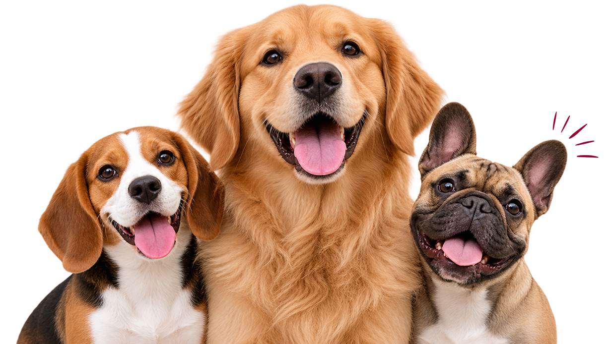 A happy beagle, golden retriever, and French bulldog