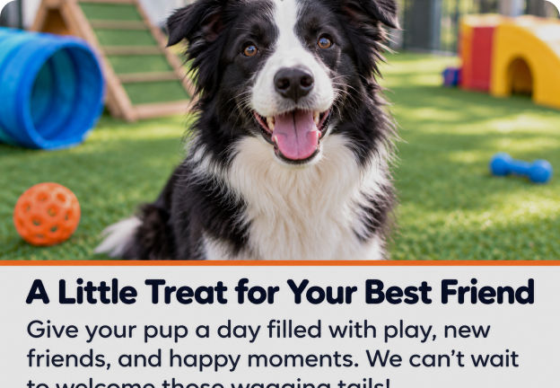 A happy border collie featured in a community message